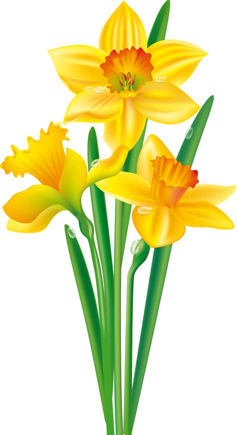 Handwritten lettering Vector set of yellow daffodils isolated on white background. . Clip art daffodils